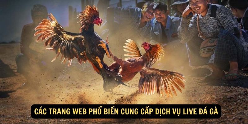 Các trang web phổ biến cung cấp dịch vụ live đá gà