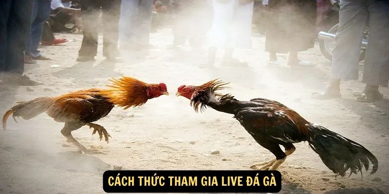 Cach thuc tham gia live da ga