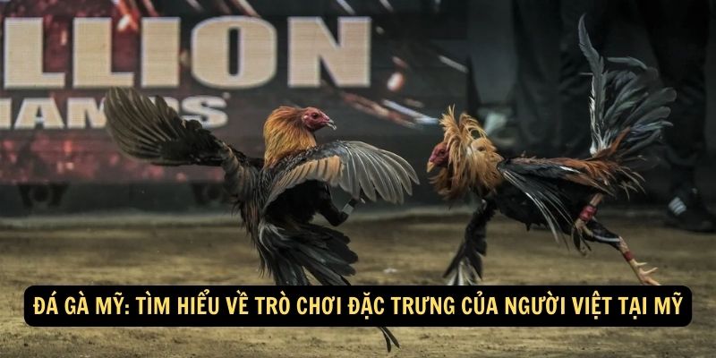 Đá gà Mỹ: Tìm hiểu về trò chơi đặc trưng của người Việt tại Mỹ