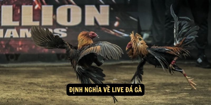 Định nghĩa về live đá gà