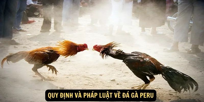 Quy định và pháp luật về đá gà Peru